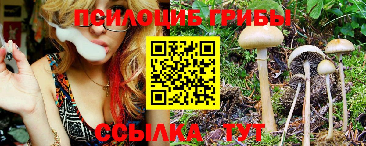 Псилоцибиновые грибы мицелий Новочеркасск